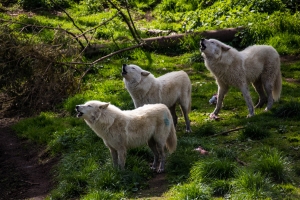 Loups blanc